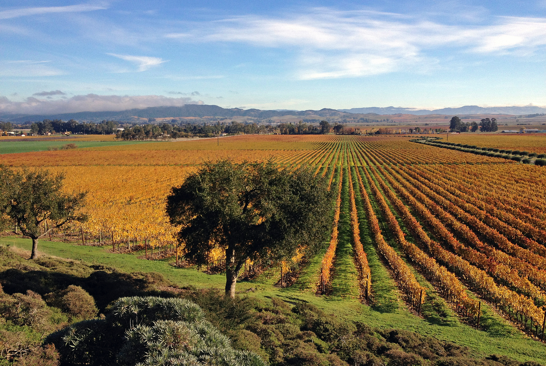 Gloria Ferrer winery, Sonoma Valley, California